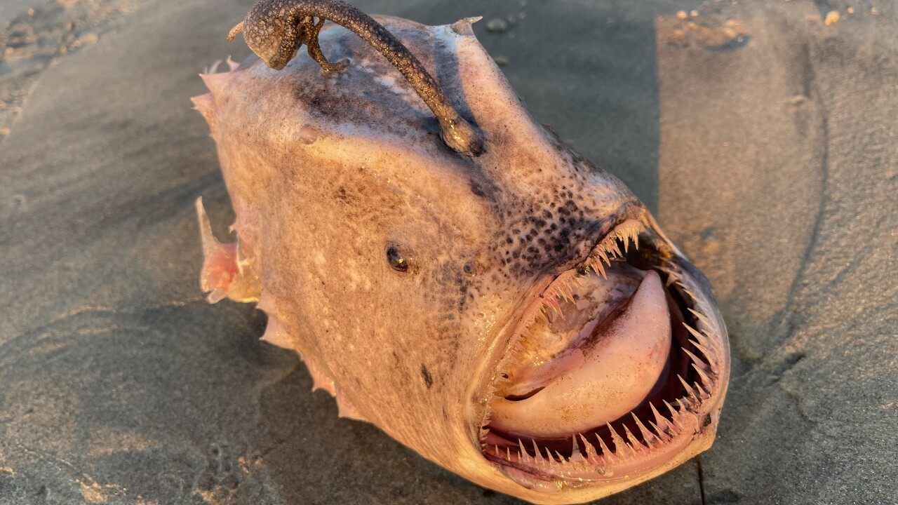 На березі США знайшли незвичайну рибу