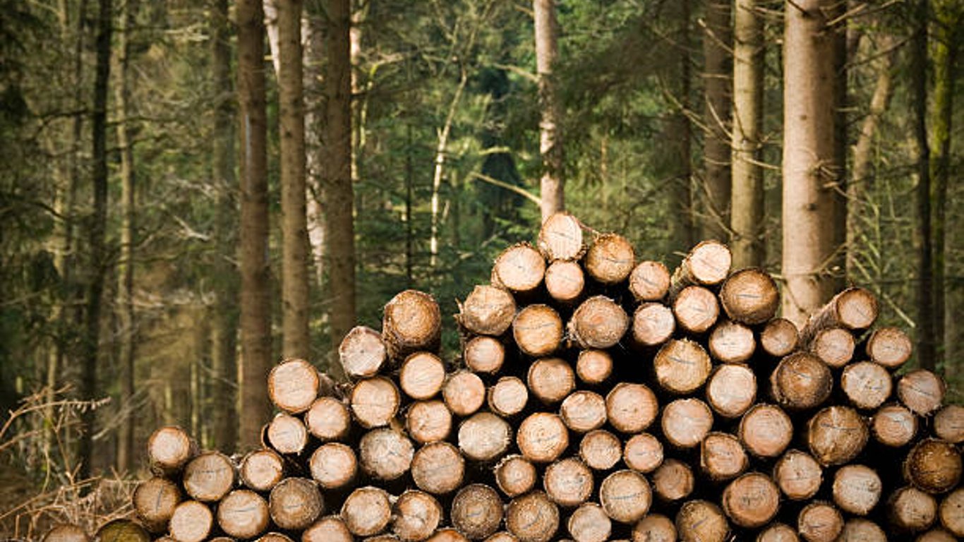 Лесхоз в Харьковской области вырубил 600 деревьев на 1,1 млн грн - прокуратура подала иск в суд
