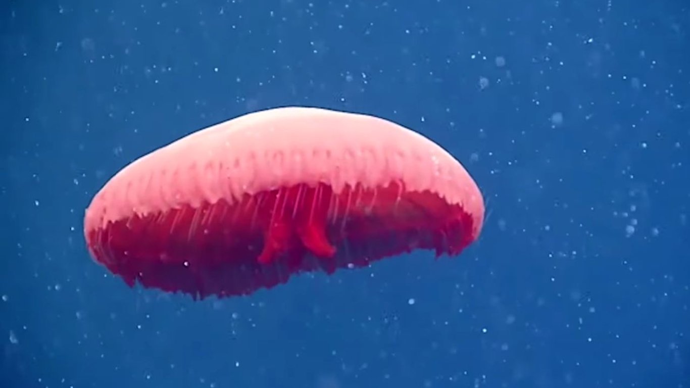 Новий вид медуз знайшли вчені на глибині 700 м в Атлантичному океані - відео