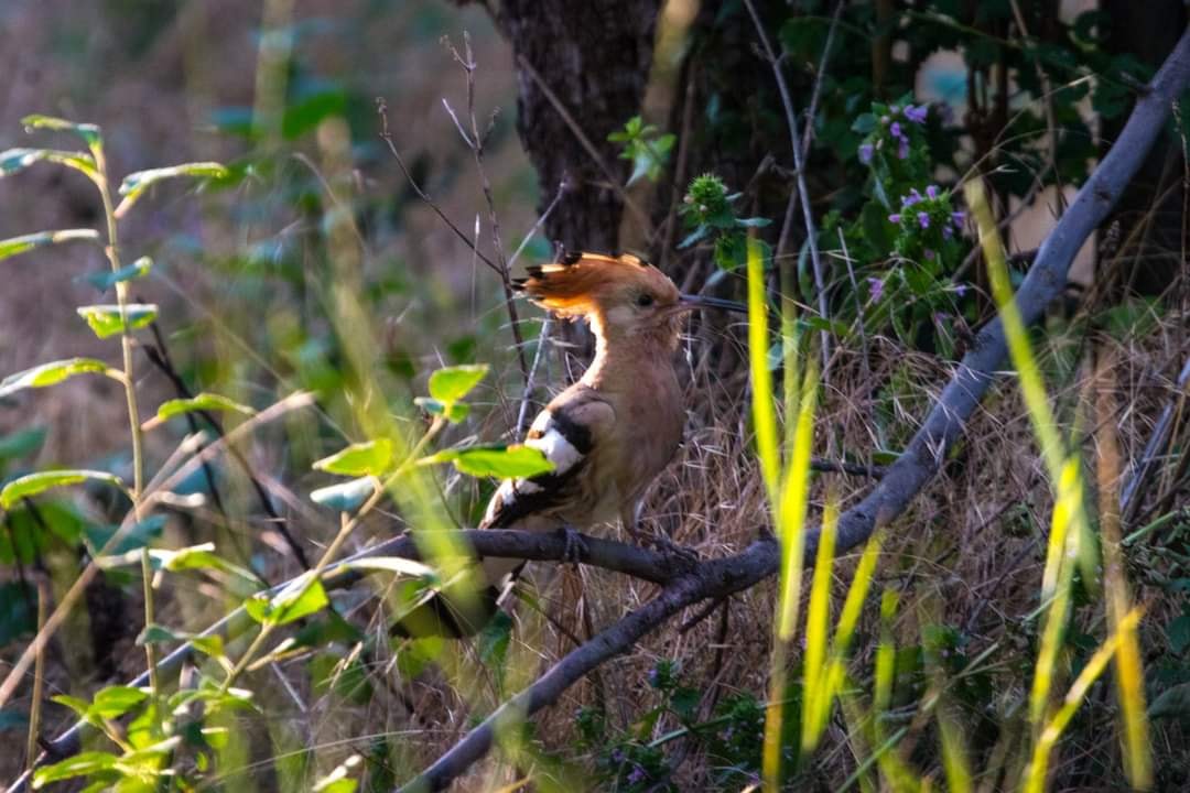 удуды в тузловских лиманах