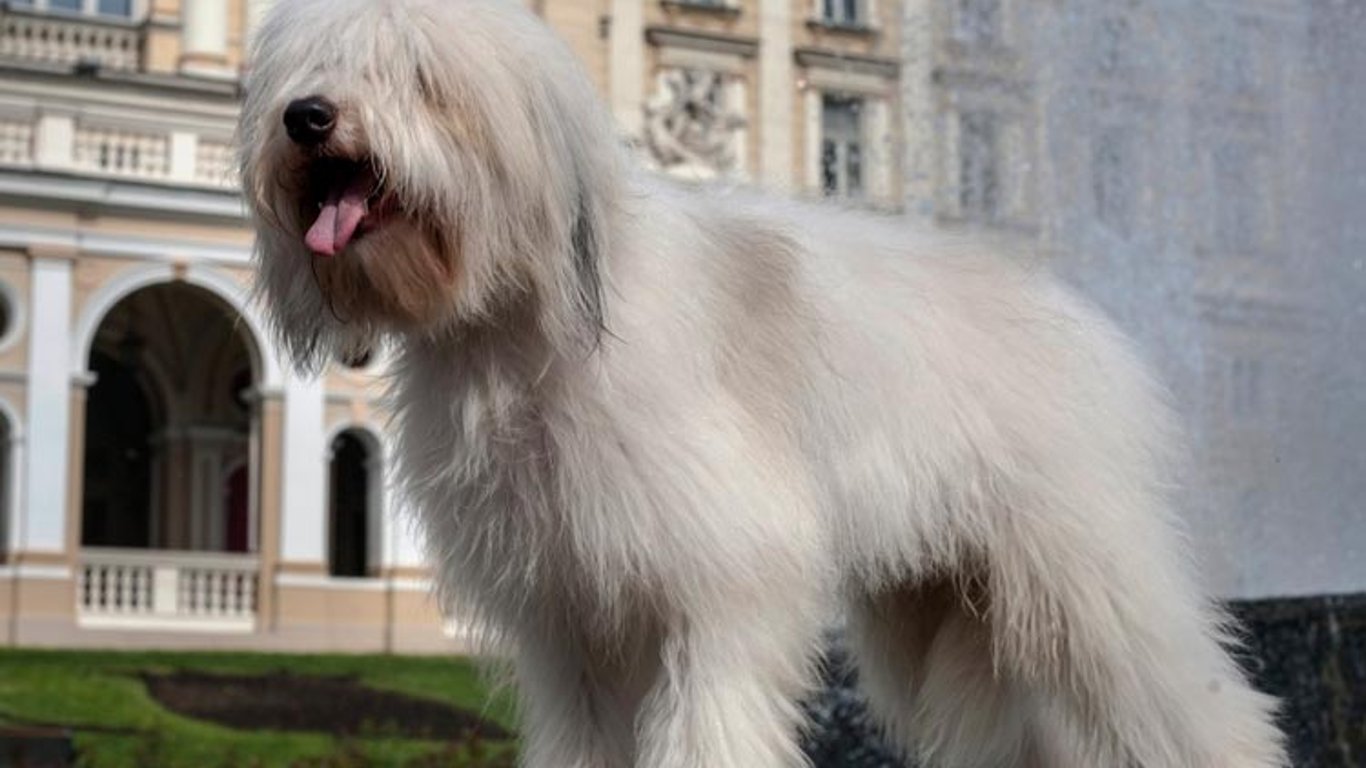 Порода собак из Одессы - как выглядит одис