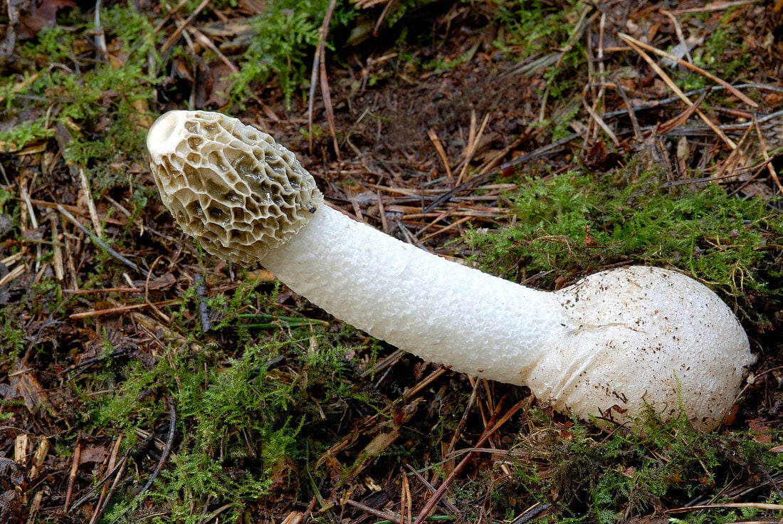 Phallus impudicus