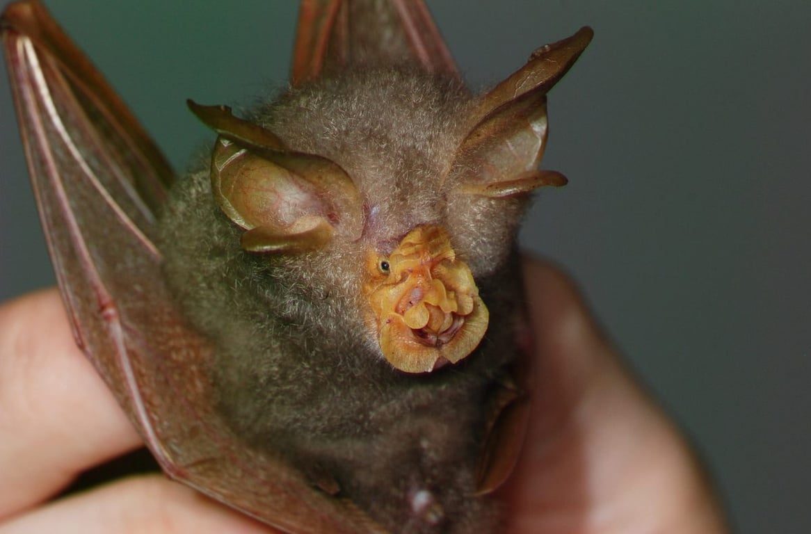 Rhinolophus hipposideros