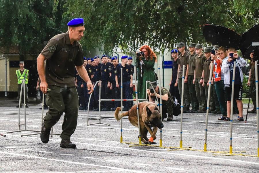 Собаки