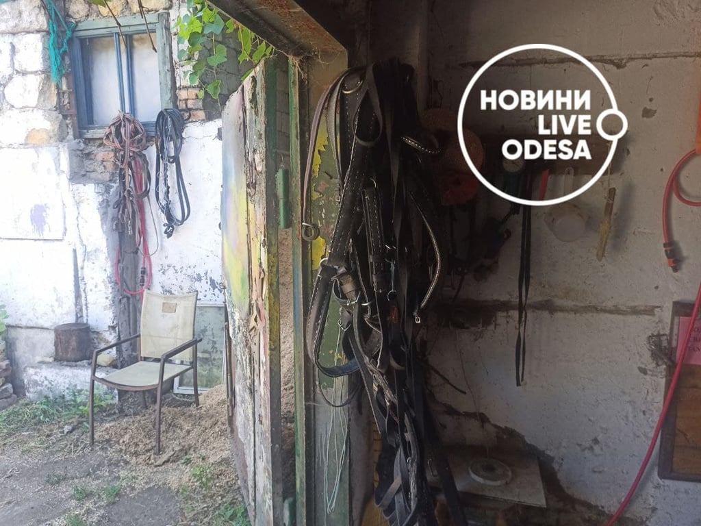 Травма, кінь, тварина, Одеса, скандал
