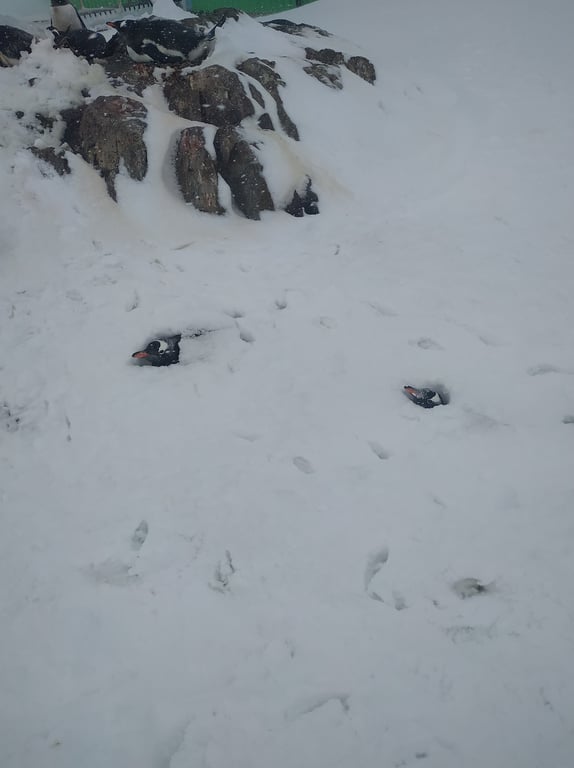 В Антарктиді випала рекордна кількість снігу