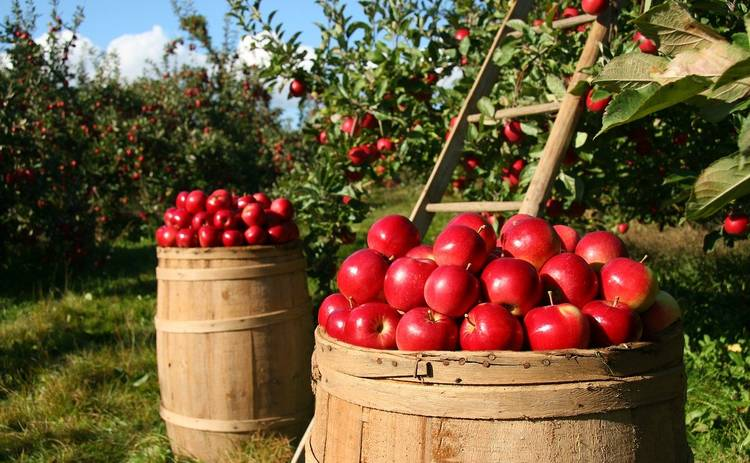 Яблочный Спас 2021 - история праздника и приметы