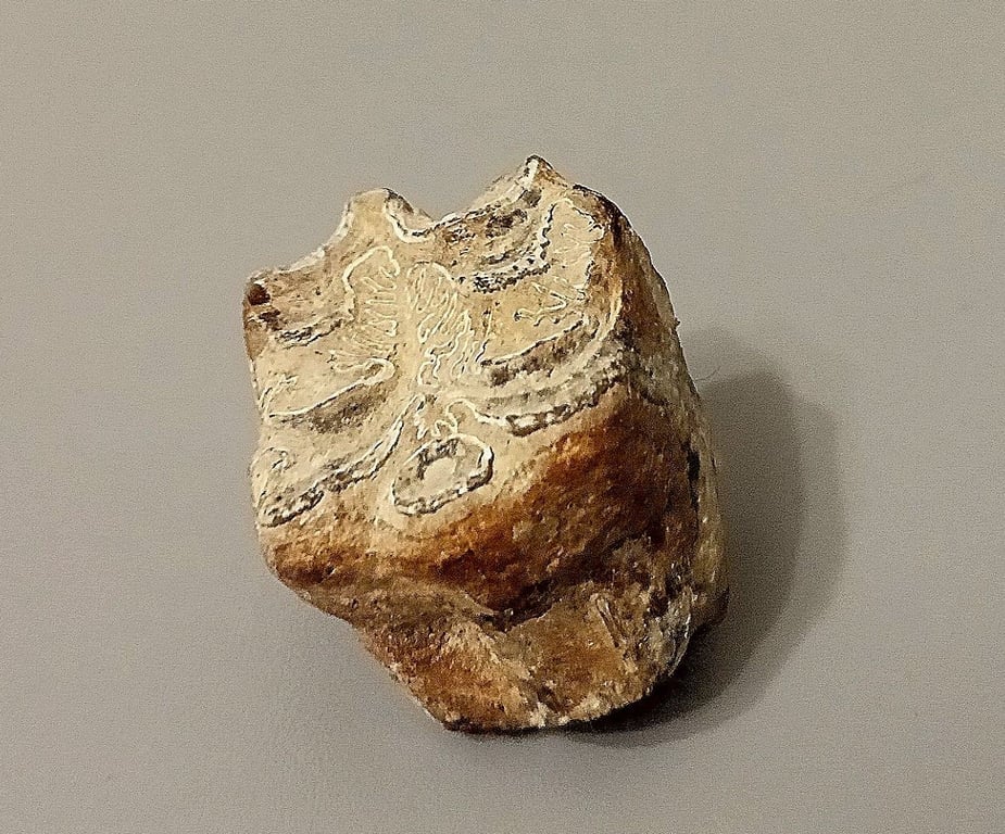 Рештки, знахідка, гіпаріон, Куяльницький лиман,
