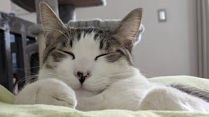 Garbanzo adorable de cerca dormido