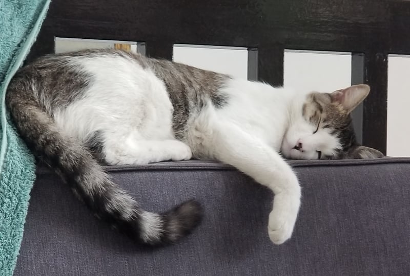 Garbanzo dormiendo
