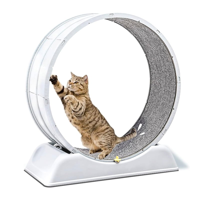 ALPHA - Rueda Para Gato Segura XXL de Entrenamiento