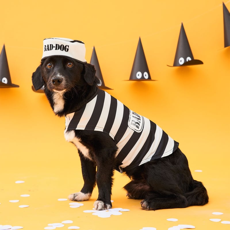 Yamp - Disfraz para perro de preso