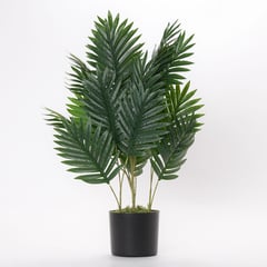 MICA - Planta 74 x 15 cm