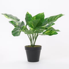 MICA - Planta 45 x 12 cm