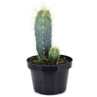Cactus Premium P11