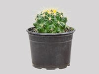 Cactus Echinocactus Grusonii P11
