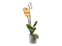 Phalaenopsis Vegas P12 2 Ht Multiflora