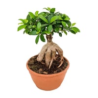 Ficus Microcarpa Ginseng C21