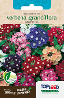 Semente Flor Verbena Grandiflor Sortida Topseed Garden