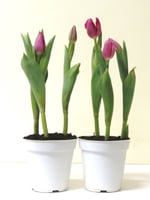 Tulipa Pote 12
