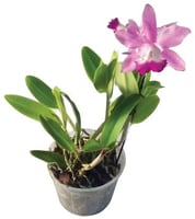 Orquídea Cattleya Mini Pote 15