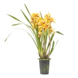 Orquídea Cymbidium Pote 15