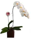 Orquídea Exótica Multicores Pote 15