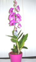 Orquídea Denphalae Cerâmica Pote 13