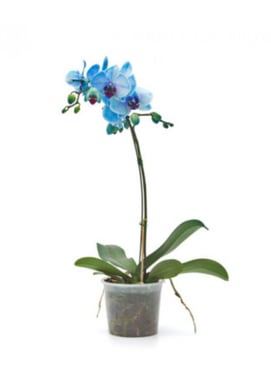 Orqudea Phalaenopsis Pote 12