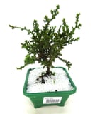 Bonsai Junior, Verde