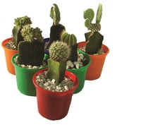 Cactus Enxertado Pote 10