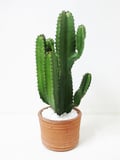 Cactus Mandacaru ,Verde, 50cm