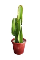 Cactus Mandacaru, 80cm