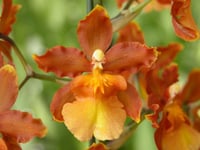 Orquídea Catatante, Laranja