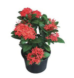 Planta Ixora Pote 19 Veilling Holambra  Vermelha