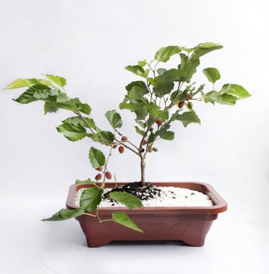 Bonsai 6 a 10 anos