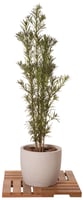 Podocarpus Planta Verde
