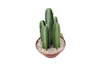 Cactus Mandacaru Cuia 32