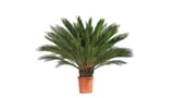 Cycas 70cm