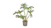 Philodendron Guaimbe Pote 24