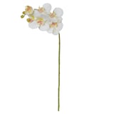 Haste Orquídea Phalaenopsis Real Toque X6 Amarelo e Branco