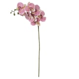 Haste Orquídea Phalaenopsis Real Toque 3D X8 Creme