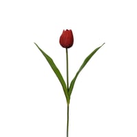 Haste Tulipa, Vermelho