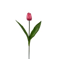 Haste Tulipa, Rosa