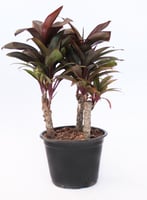 Planta Dracena Baby Pote15