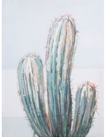 Canvas Cactus 30x40cm Homy