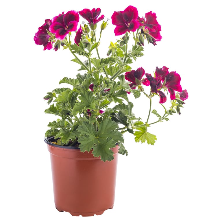Gerani Pelargonio In Vaso 12 Cm – 4 Piante Miste Alte 30 Cm, Perfette Per Balcone E Terrazzo