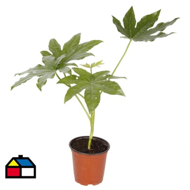 Aralia japonica 0,3 m.