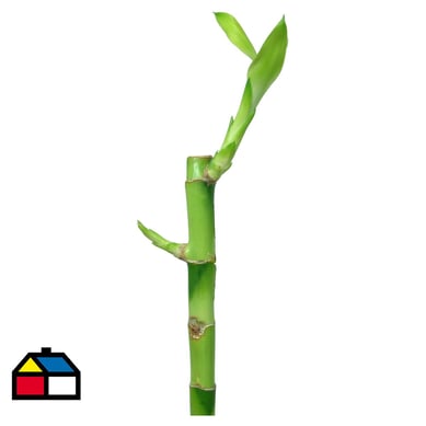 Lucky bamboo recto 0,3 m