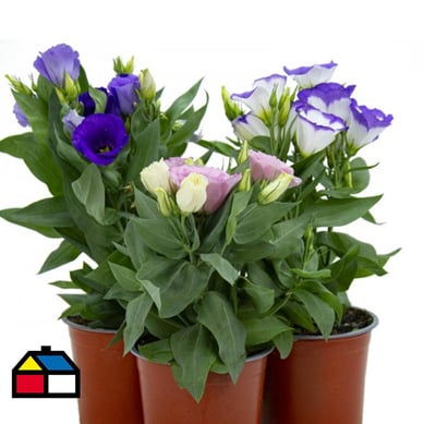 Lisianthus Shappire 0,20m CT14